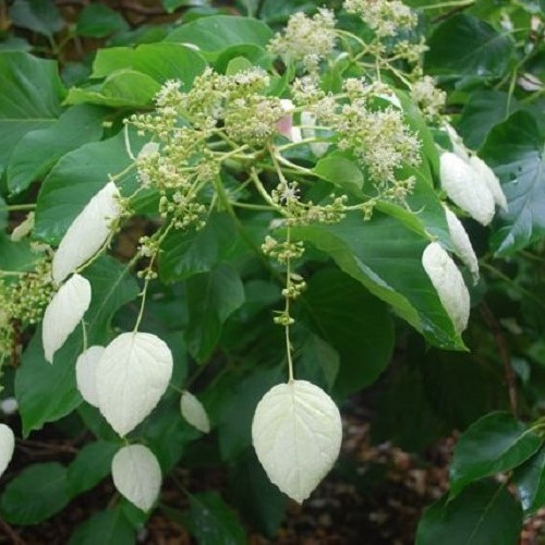 Schizophragma integrifolium, Chinese Hydrangea Vine - 3.5Ltr - Image 2