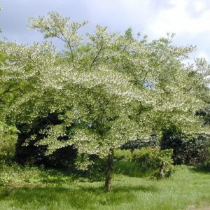 Styrax japonica, Japanese Snowbell - Pb6.5