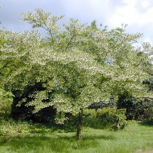 Styrax japonica, Japanese Snowbell - Pb6.5