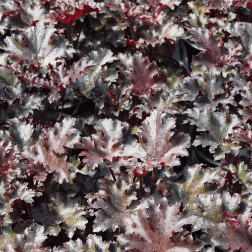 Heuchera Black Taffeta - 1.5L (15/25)