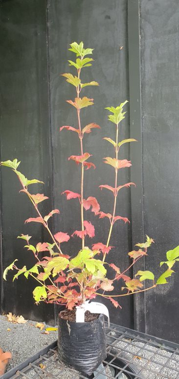 Viburnum opulus Sterile, Snowball Bush - Image 2