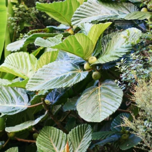 Ficus dammaropsis, Kapiak / Dinner Plate Fig