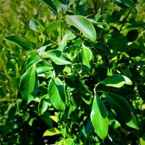 Ficus hillii  3ltr