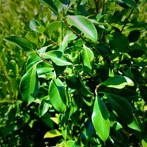 Ficus hillii 3ltr