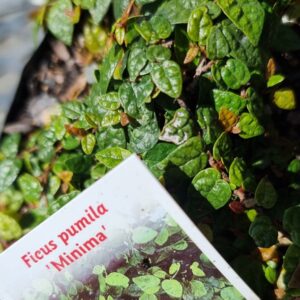 Ficus pumila Minima, Creeping Fig - Pb5