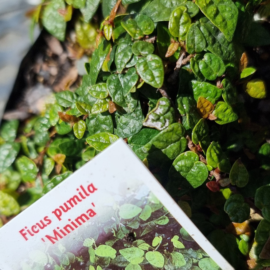 Ficus pumila Minima - Pot - Image 2