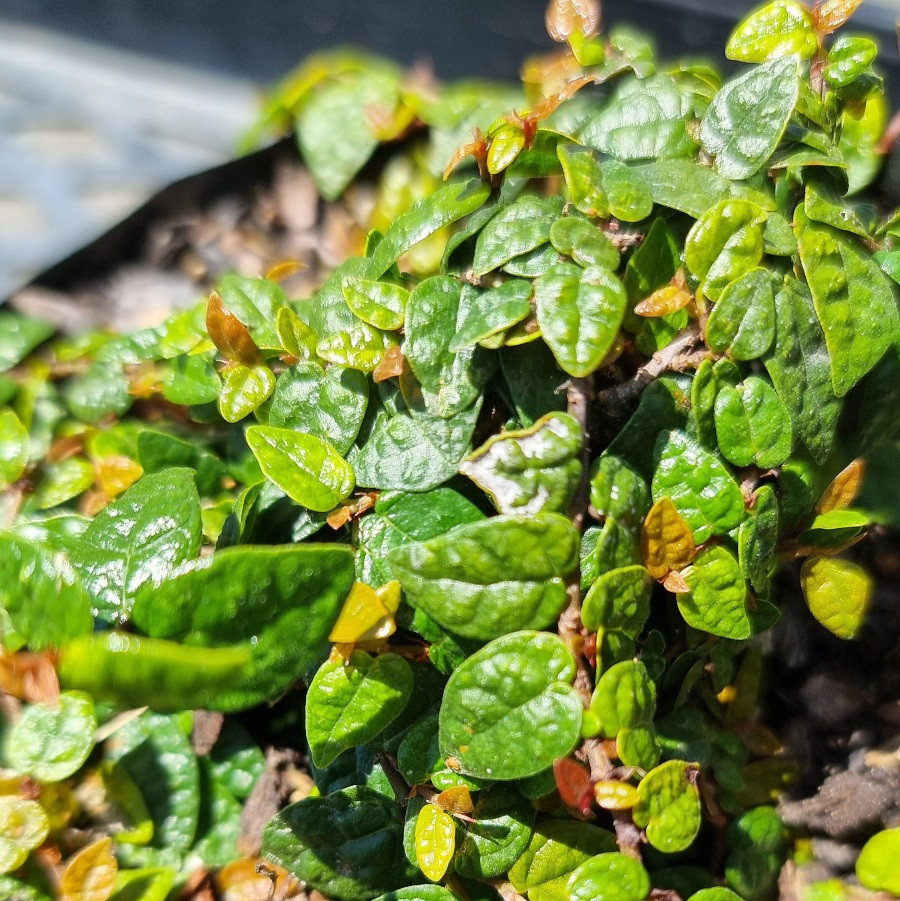 Ficus pumila Minima - Pot - Image 3