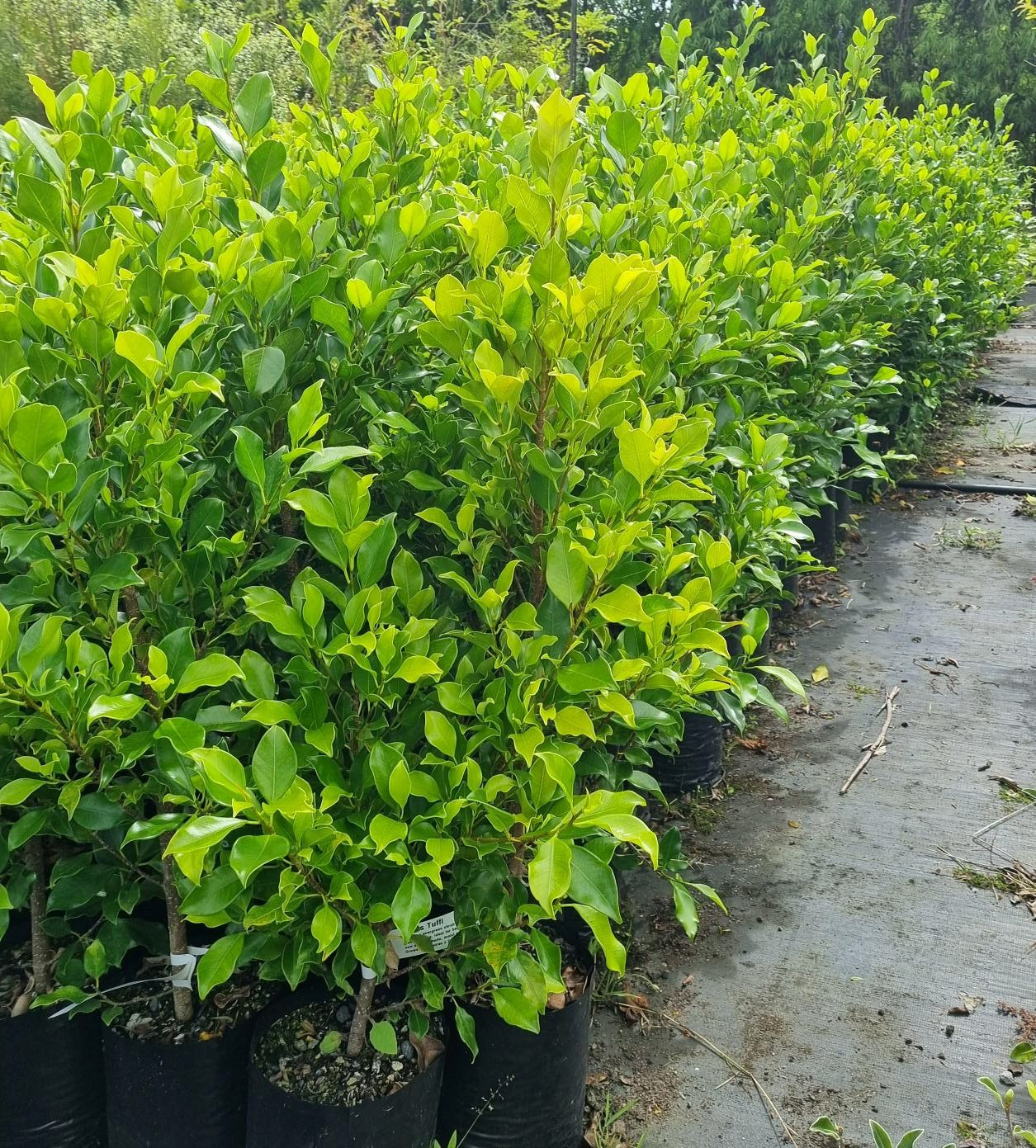 Ficus Tuffi - Pb5/Pb6.5 90-110 cm tall - Image 2