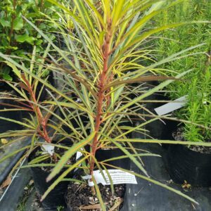 Pseudopanax c. Fiddlesticks