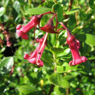 Escallonia Field Scarlet - Image 2