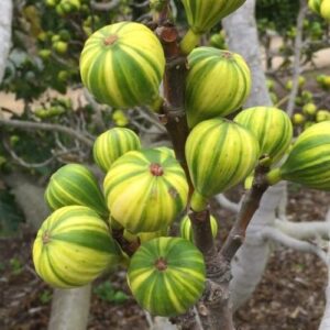 Fig Panache - 2Ltr/3Ltr