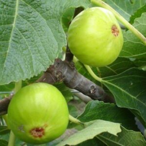 Fig Robyn - Pb6.5