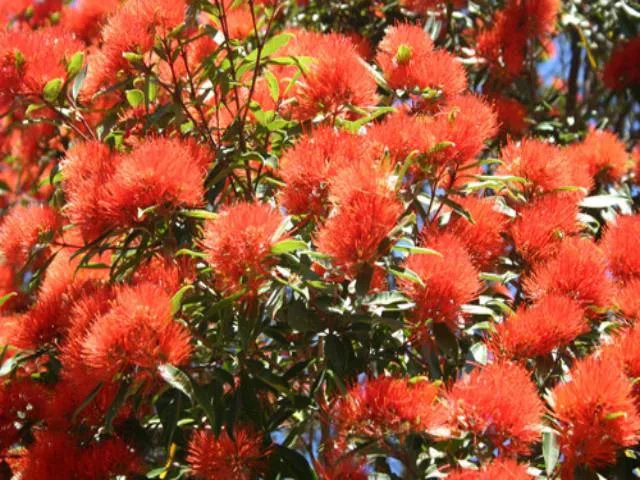 Metrosideros excelsa Fire Mountain - Image 2