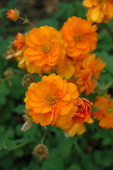 Geum Fire Storm - 1.5L (15/30) - Image 2