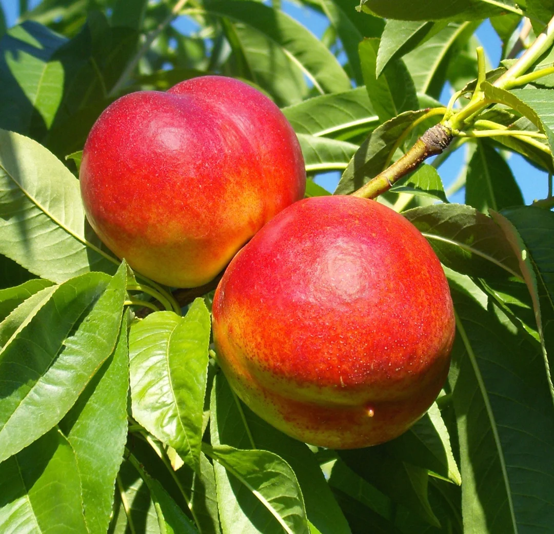 Nectarine Triple Snow Queen/Red Gold/Firebrite - Pb18/Pb28 - Image 3