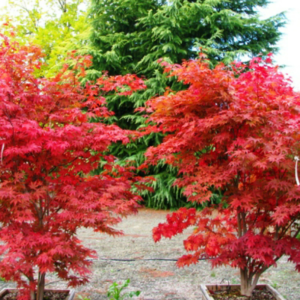 Acer palmatum Fireglow