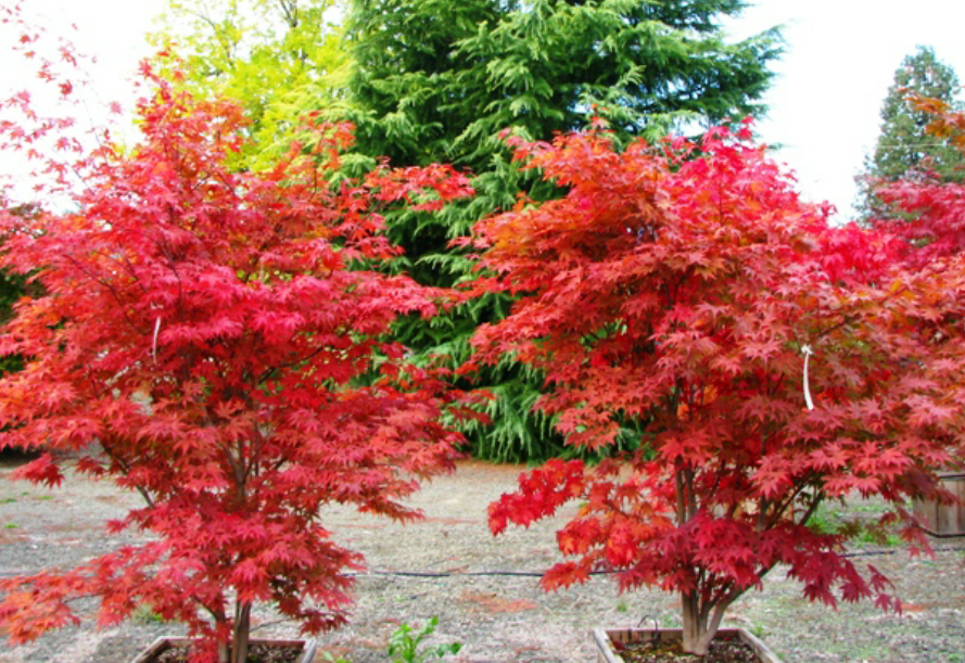 Acer palmatum Fireglow