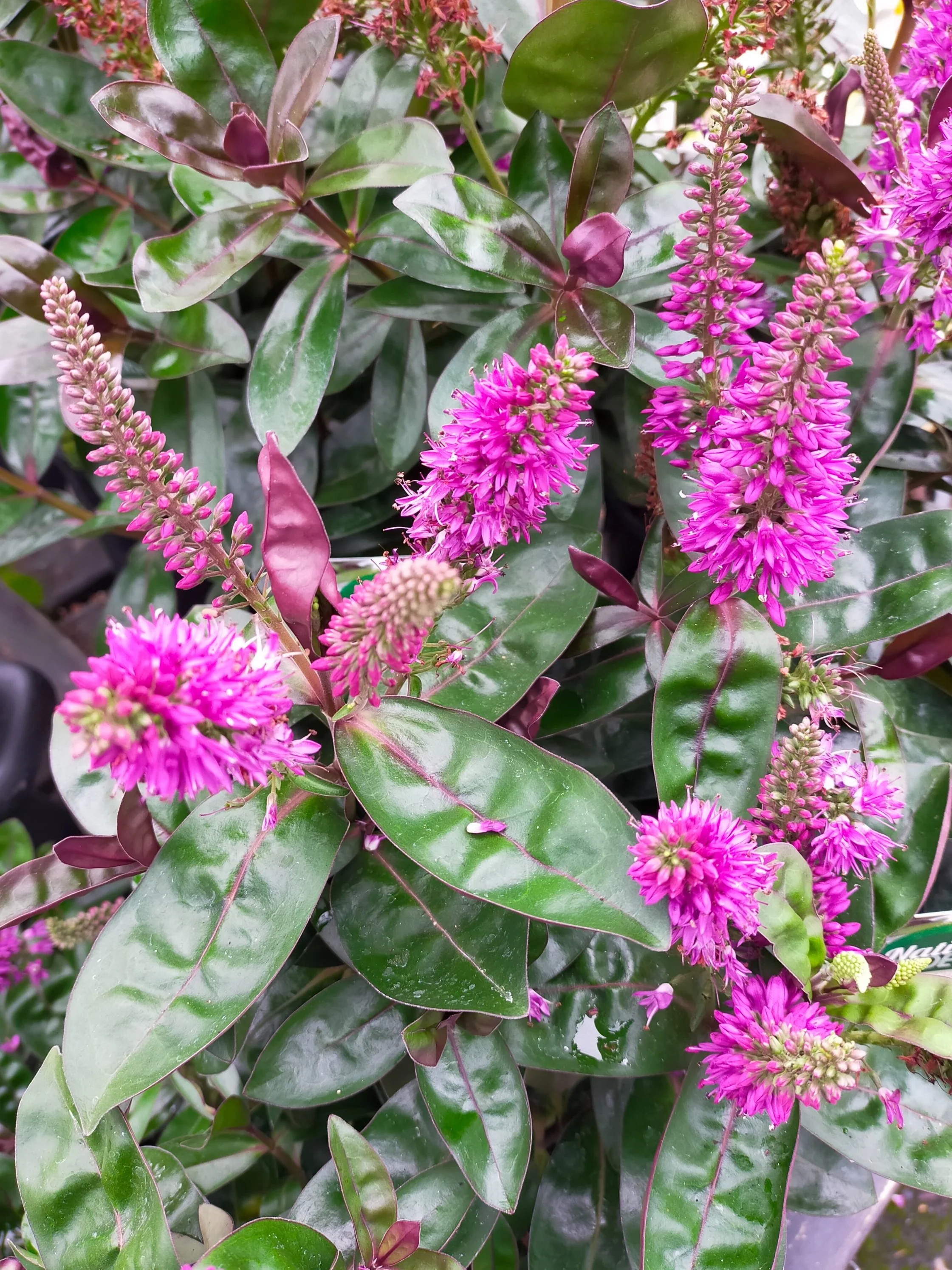 Hebe Flame - Pot