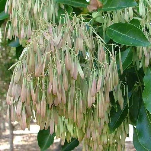 Fraxinus griffithii, Griffiths Ash - Pb28 - Image 4