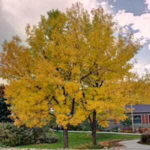 Fraxinus pennsylvanica, Green Ash - Pb6.5