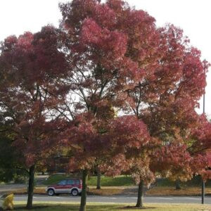 Fraxinus Raywoodii, Claret Ash - 35Ltr