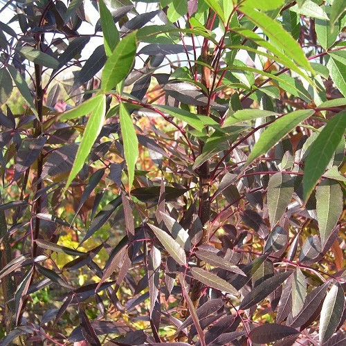 Fraxinus Raywoodii, Claret Ash - 35Ltr - Image 2