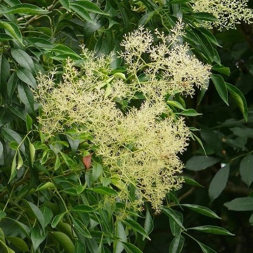 Fraxinus griffithii, Griffiths Ash - Pb28 - Image 3