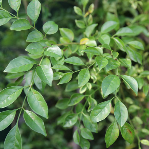 Fraxinus griffithii, Griffiths Ash - Pb28 - Image 2