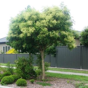 Fraxinus griffithii, Griffiths Ash - Pb28