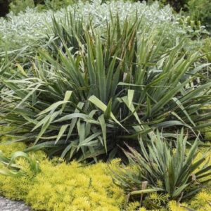 Furcraea roezlii - Pb8