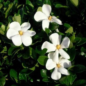 Gardenia Fragrant Star - 1Ltr