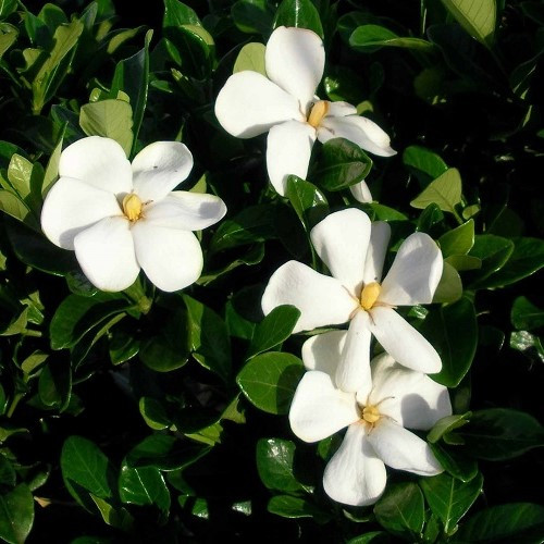 Gardenia Fragrant Star - 1Ltr
