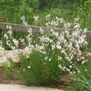 Gaura Ballerina White - 1.4Ltr