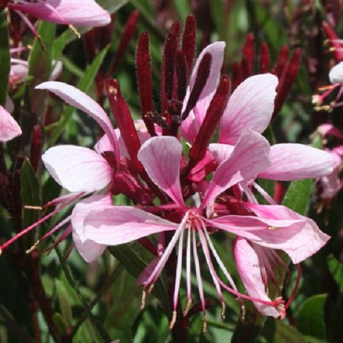 Gaura Lollipop Blush, Beeblossom - 2.5Ltr - Image 2