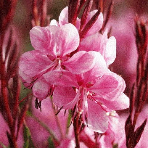 Gaura Lollipop Pink, Beeblossom - 2.5Ltr - Image 2