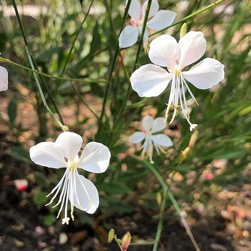 Gaura Butterfly White - 1.4Ltr - Image 2