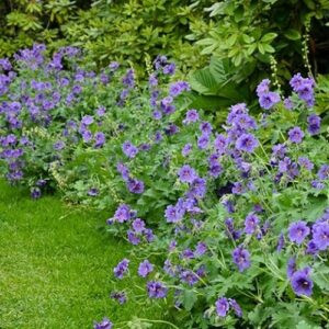 Geranium ibericum, Caucasian Cranesbill - 1.5Ltr