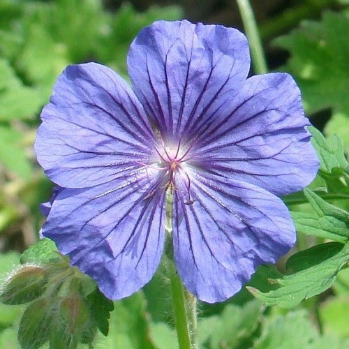 Geranium ibericum, Caucasian Cranesbill - 1.5Ltr - Image 2