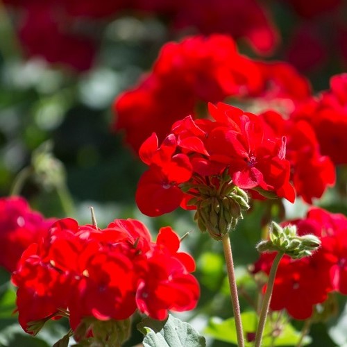 Geranium Red - 2Ltr (20/30)