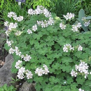 Geranium Dwarf White - 1.5Ltr