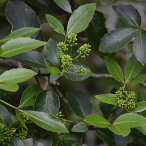 Pseudopanax gilliesii