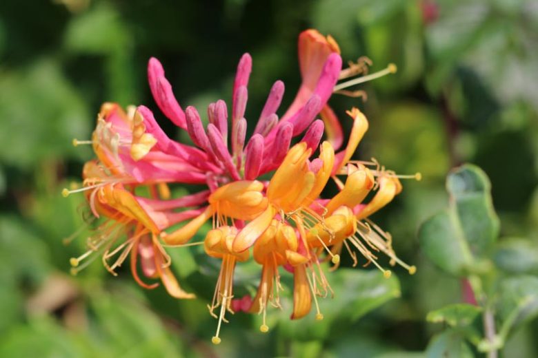 Lonicera x Gold Flame - Pb6.5 - Image 2