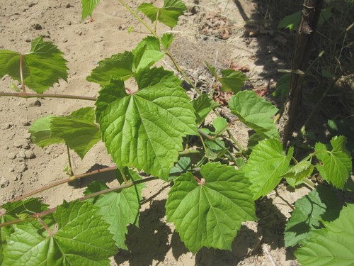 Grape rootstock 1202