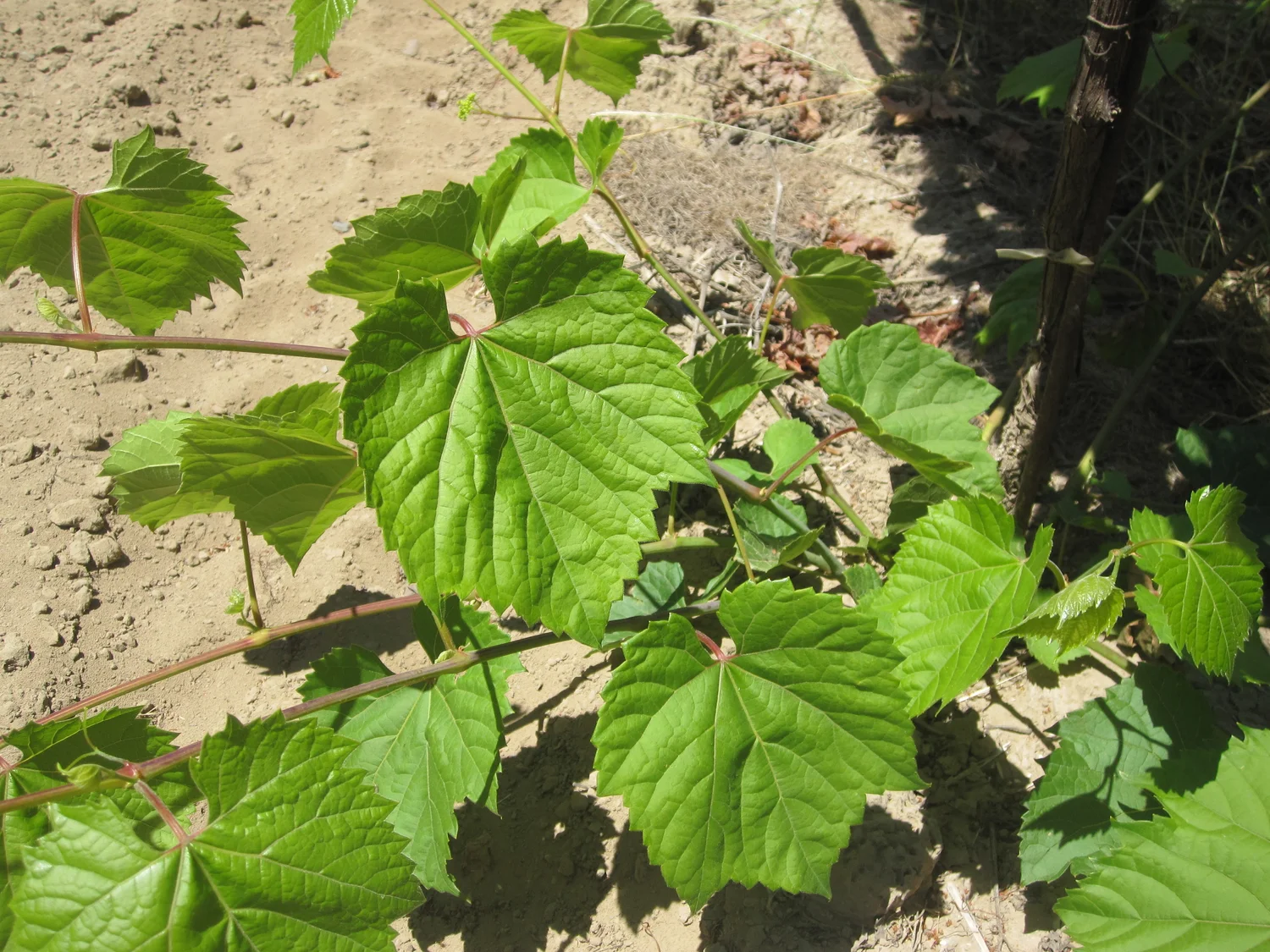 Grape rootstock 1202 - Image 2
