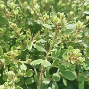 Pittosporum Globe