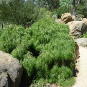 Acacia cognata Green Mist