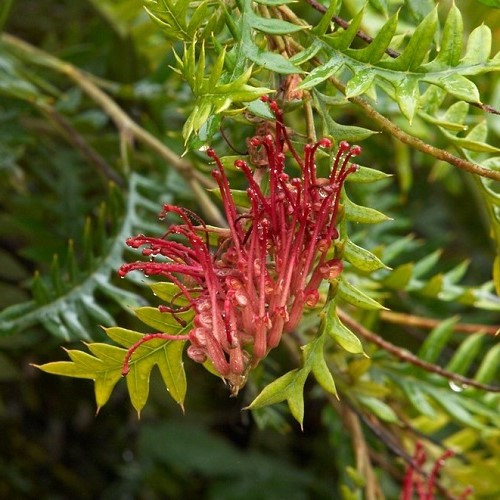 Grevillea Boongala Spinebill - Pb6.5 - Image 2