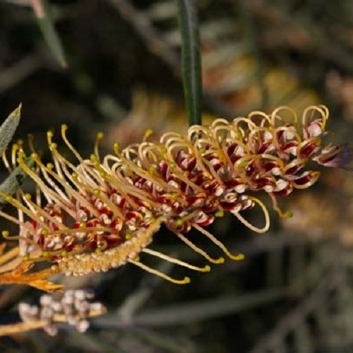 Grevillea Strawberry Blonde - Pb6.5 - Image 2