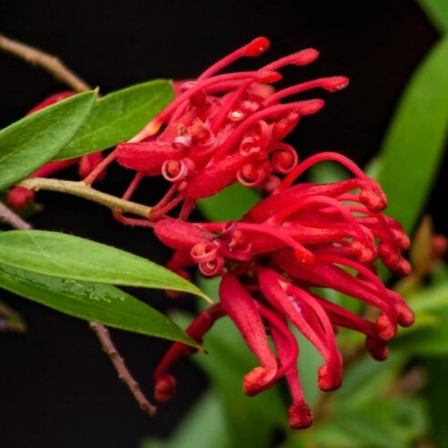 Grevillea Lady O - Standard - Image 2