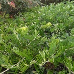 Grevillea Limelight - 3.5Ltr